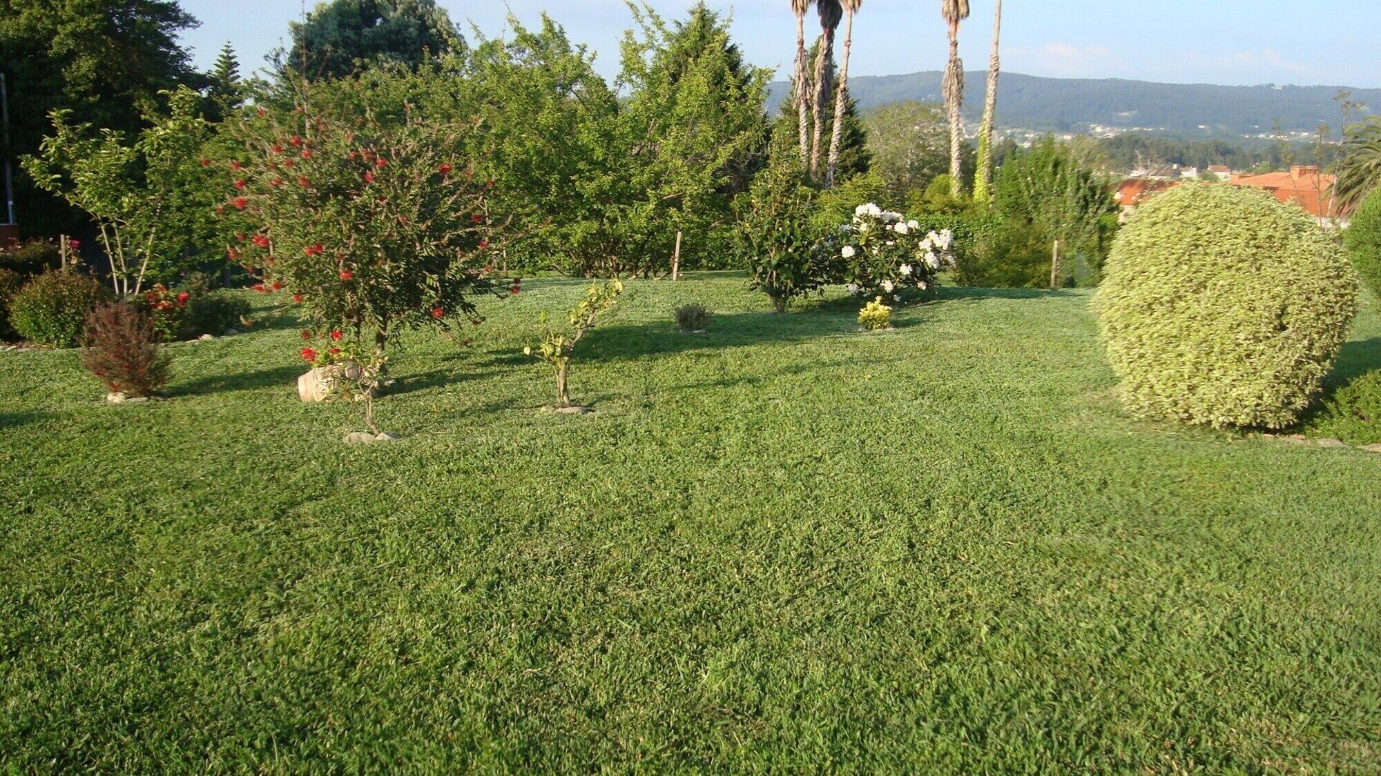 Zona verde bien cuidada con arbustos y árboles diversos, incluyendo un seto cónico grande y un árbol con flores.