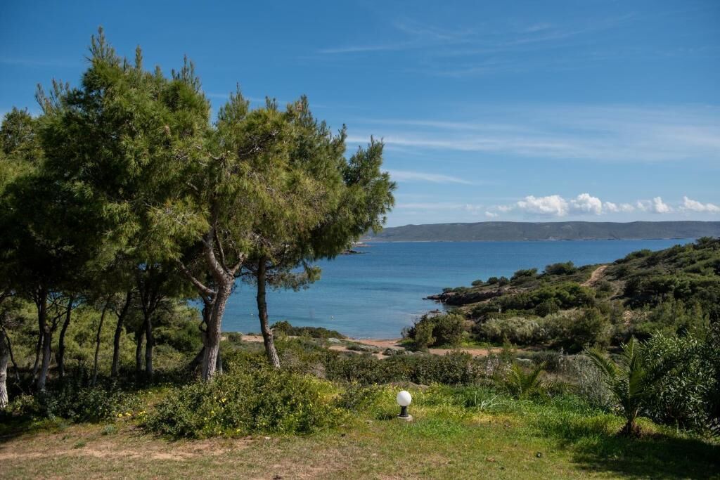 Un paysage côtier avec des arbres et une vue dégagée sur la mer.