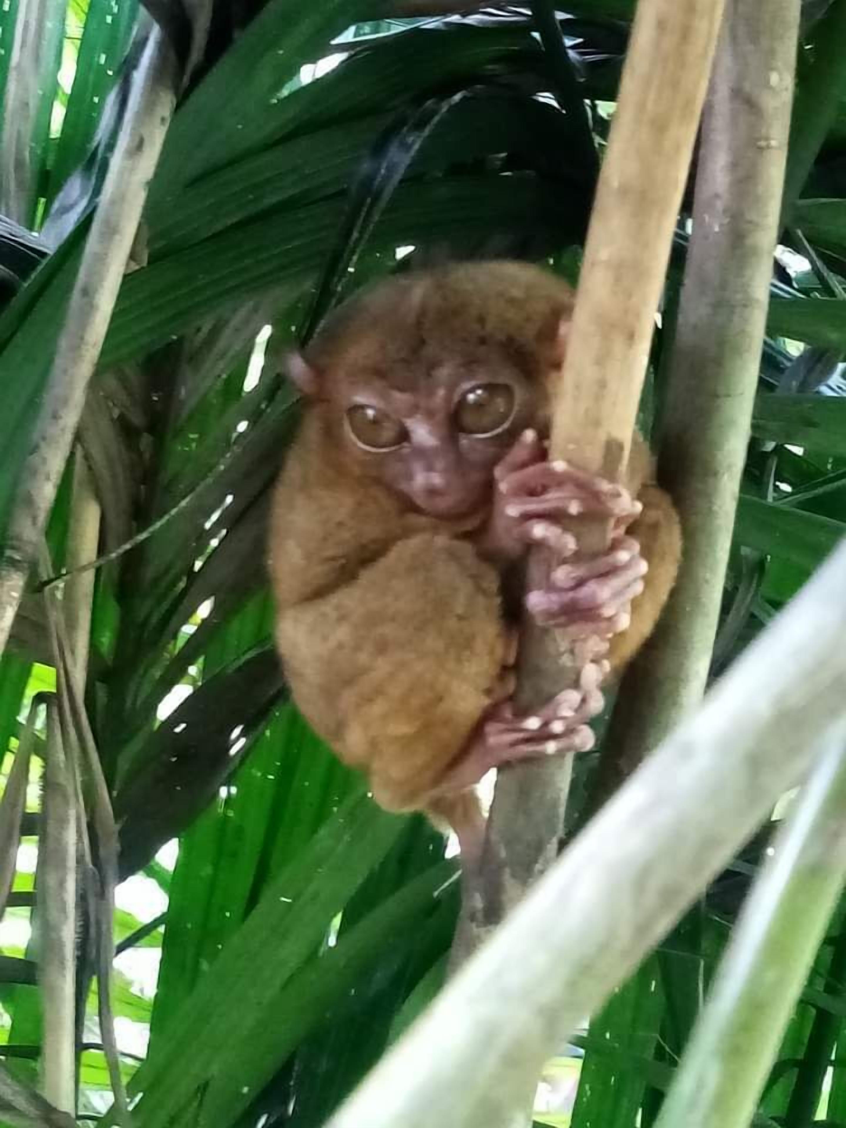 A small primate clinging to a tree branch amidst dense green foliage.