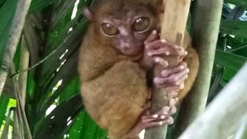 A small primate clinging to a tree branch amidst dense green foliage.