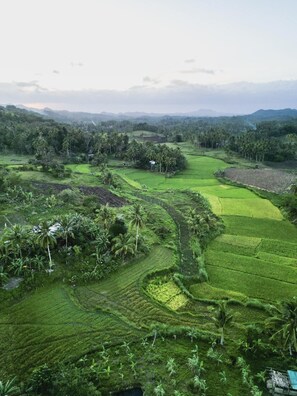 A lush landscape with terraced fields and scattered palm trees.