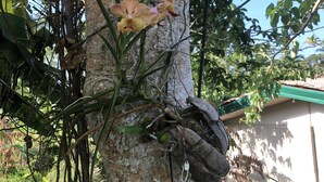 Un árbol con orquídeas y un ave posada en una rama.