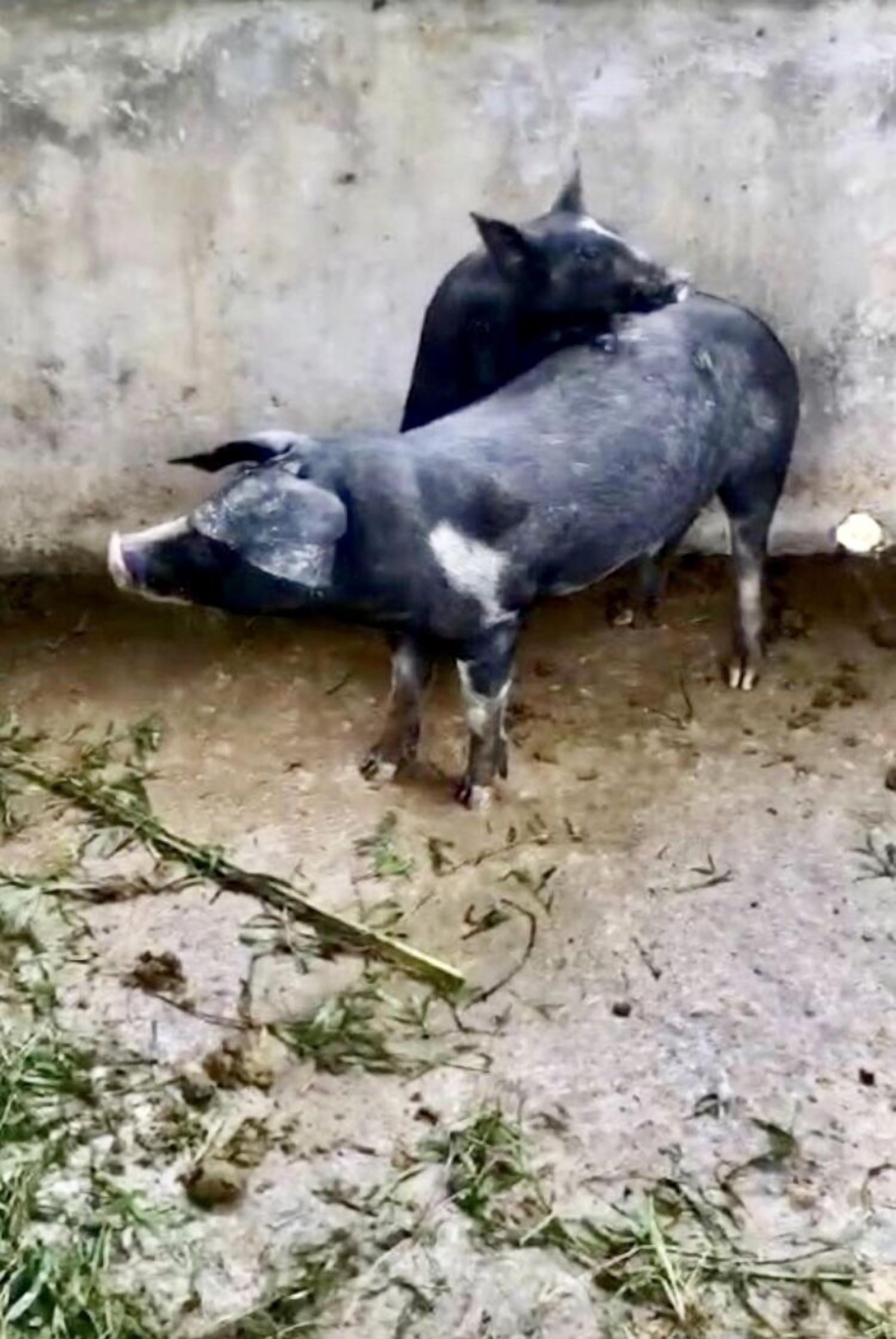 Two pigs in a confined space with a concrete wall and a dirt floor.