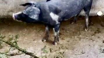 Two pigs in a confined space with a concrete wall and a dirt floor.