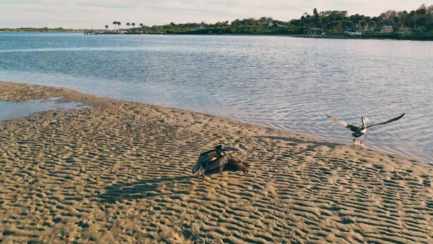 Ein Strand mit einem Vogel, der auf den Sand landet, und einem Steg im Hintergrund.