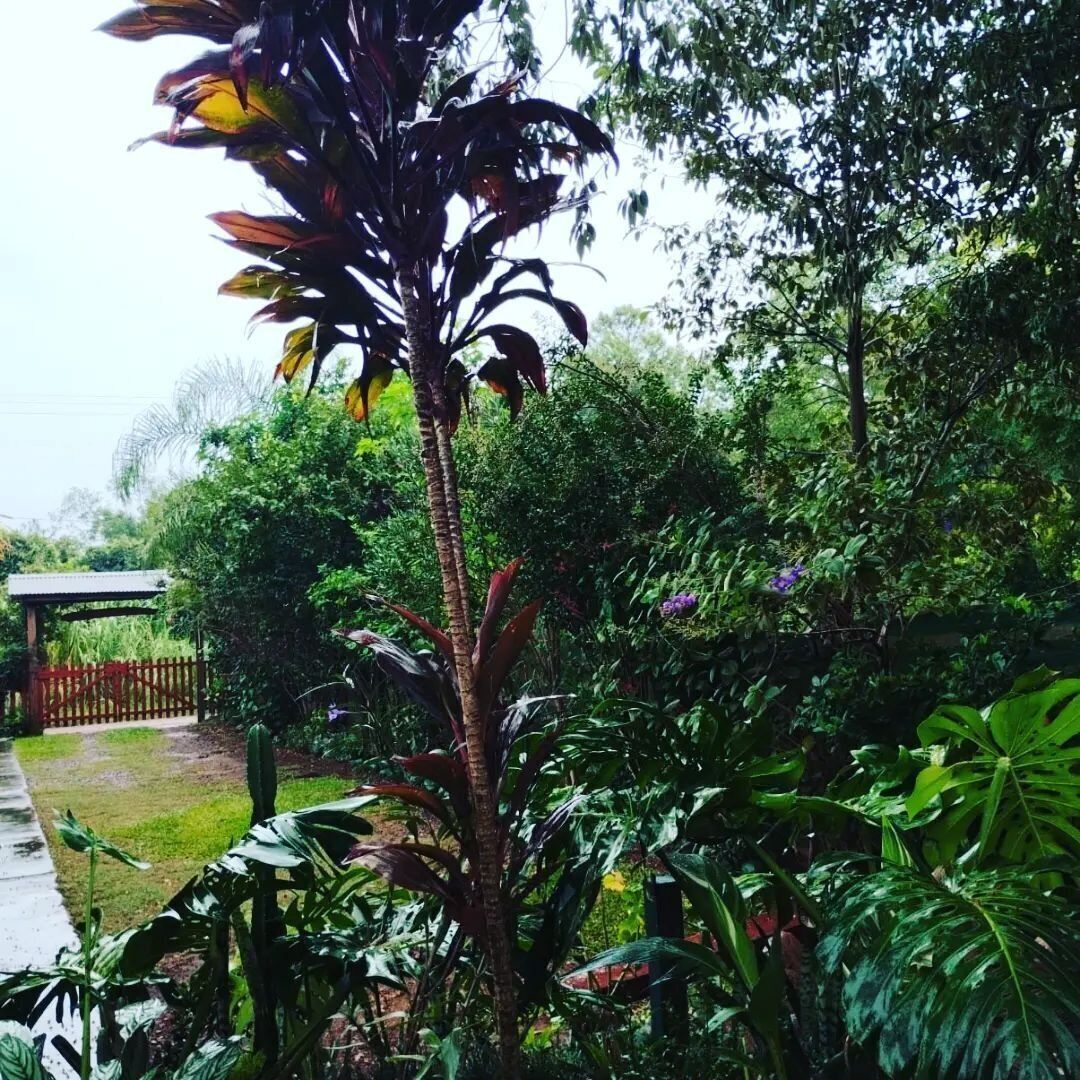 A lush garden with a variety of tropical plants and a wooden fence.