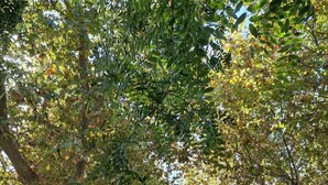A park with mature trees, a paved walkway, and a grassy area. - Praia da Saude (Setúbal)