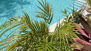 Un bâtiment moderne doté d’une piscine, le tout entouré de plantes tropicales.