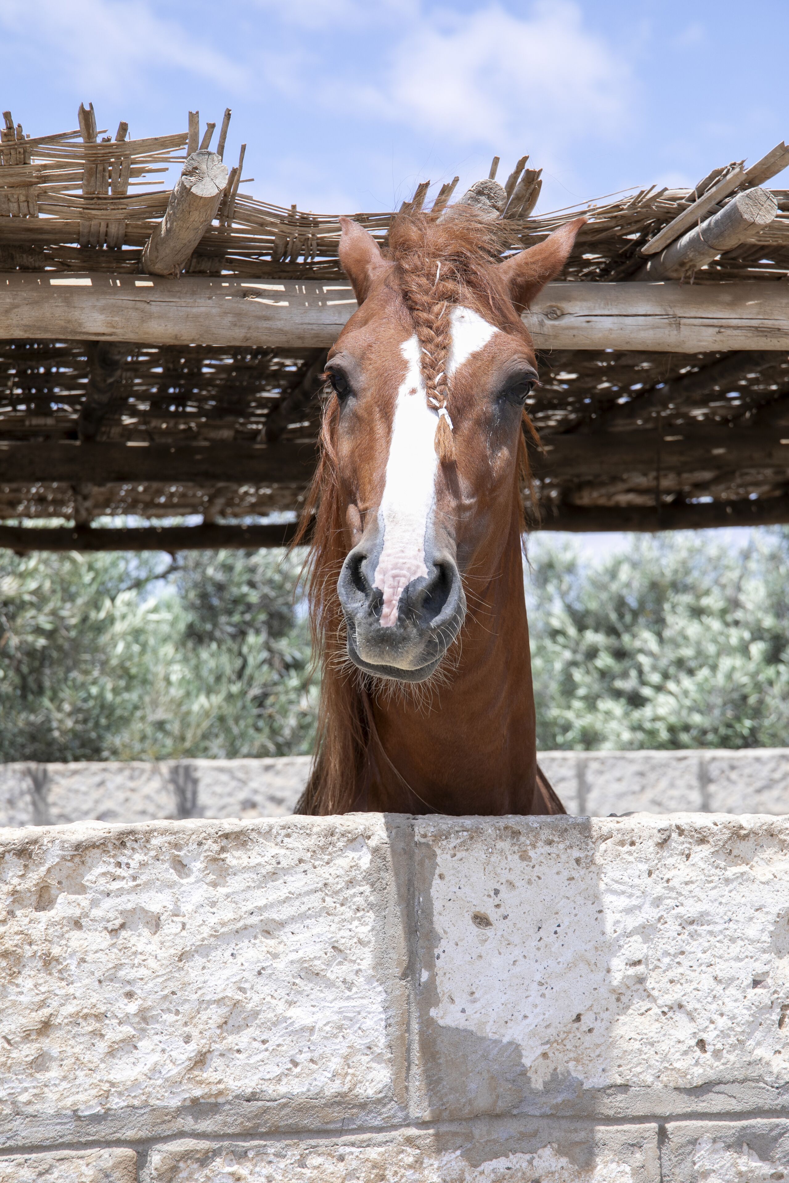 Cabeça de cavalo aparecendo por cima de uma parede de pedra com uma estrutura de madeira acima.