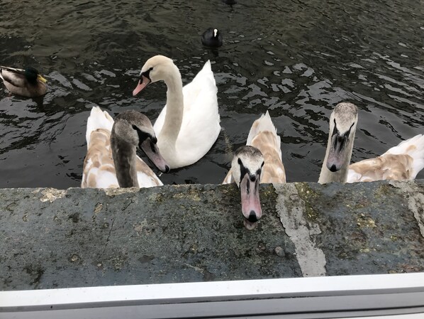 Un gruppo di cigni e anatre vicino all'acqua.