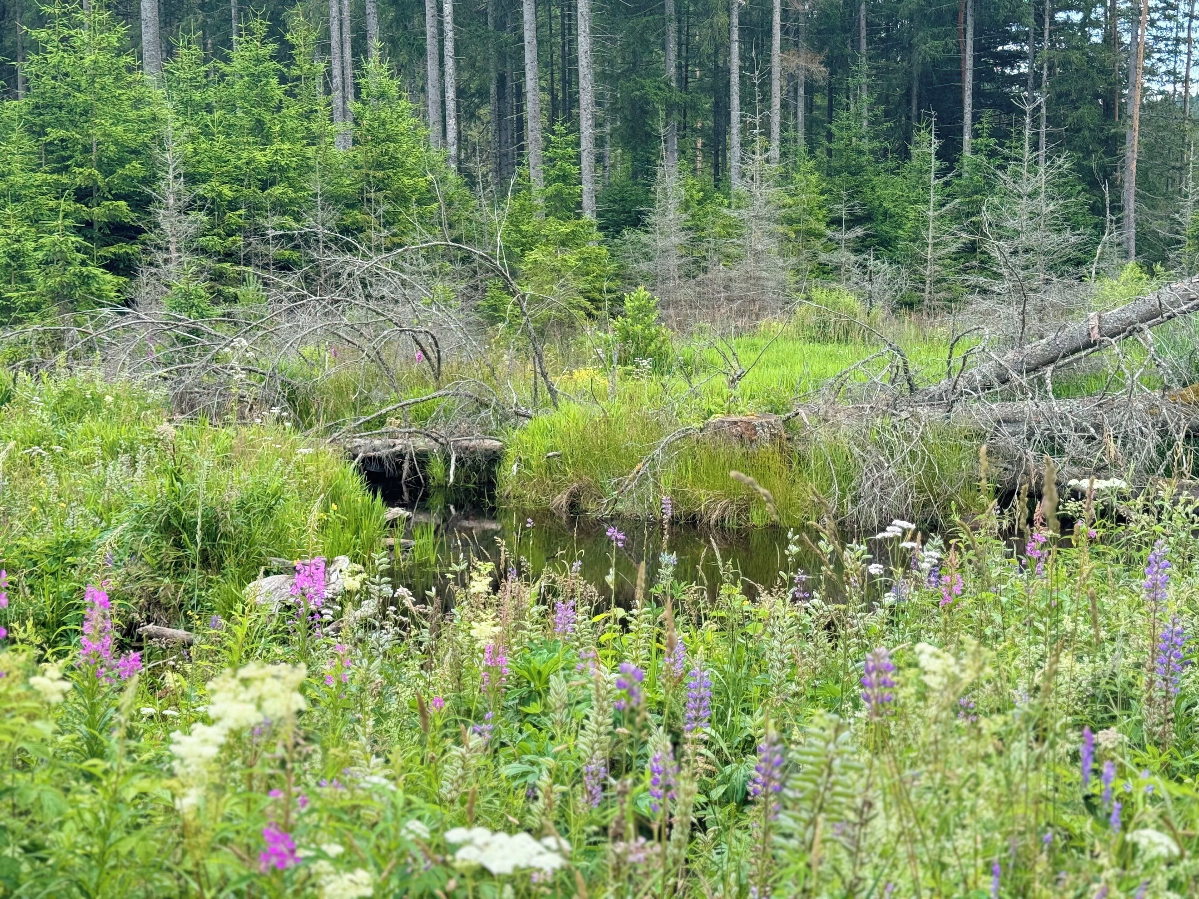A natural landscape with a pond surrounded by dense forest and various wildflowers.