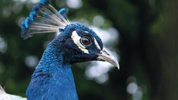 Un pavone con testa blu e nera, segni bianchi sul viso e un becco lungo.