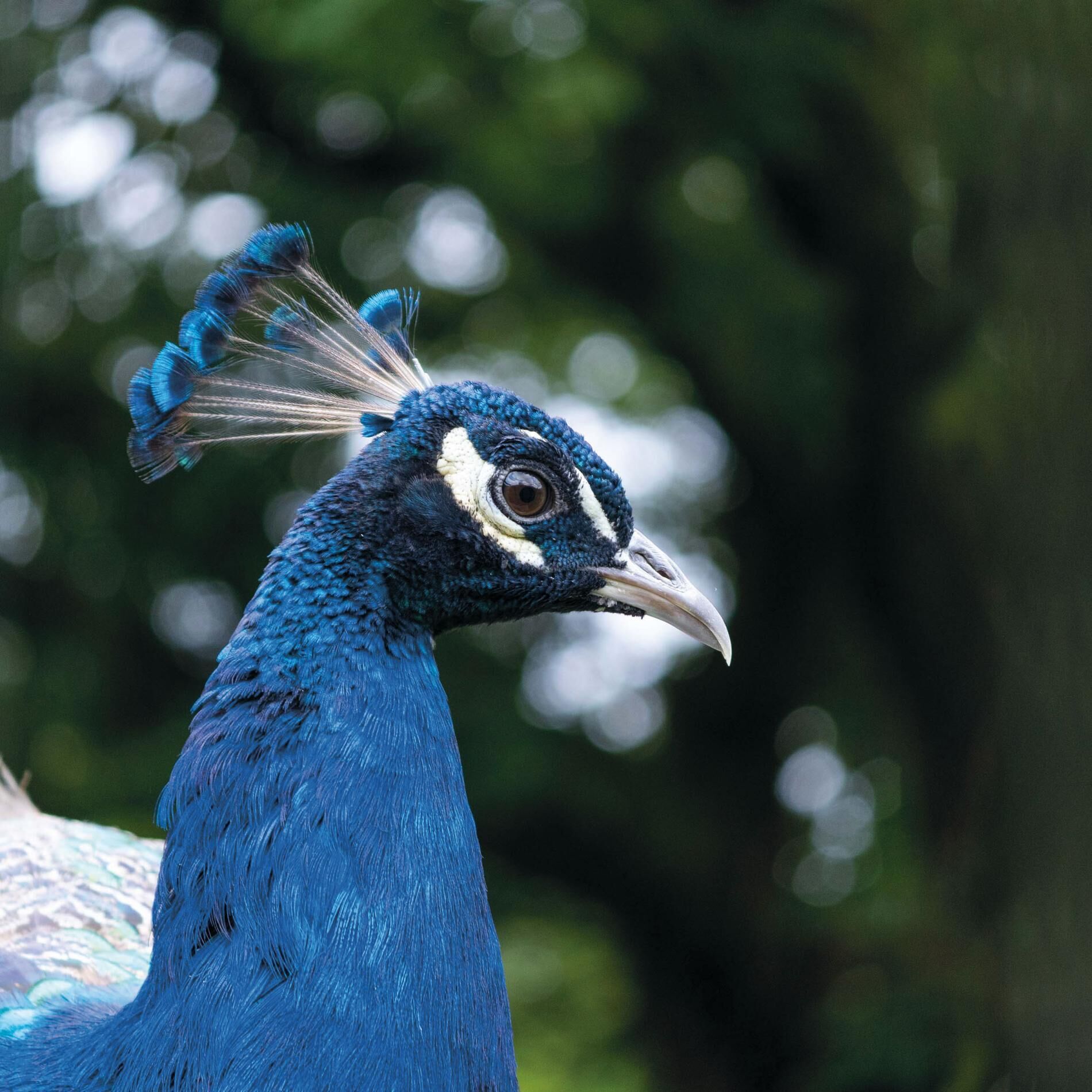 A peacock with a blue and black head, white facial markings, and a long beak.