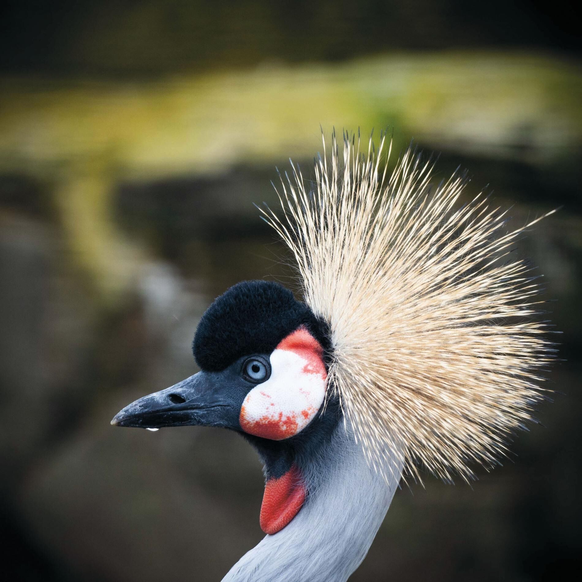 Ein Nahaufnahme eines Vogels mit auffälligem Kamm und roten Gesichtsabzeichen.