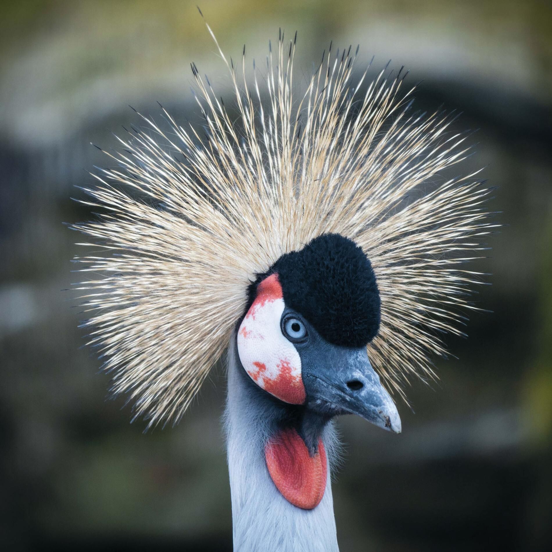 Een close-up van een vogel met een opvallende veerkraal.