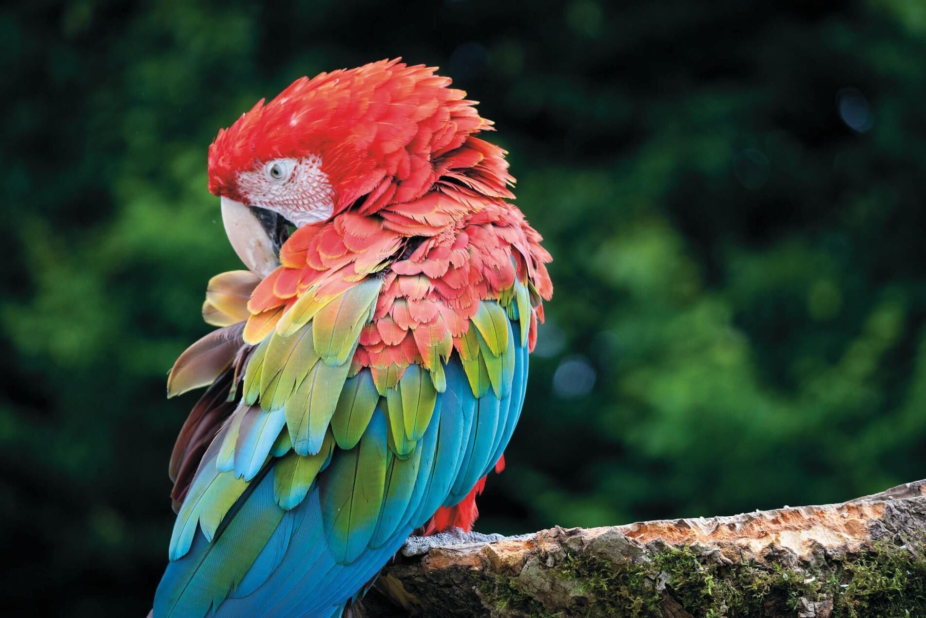 A parrot perched on a branch.