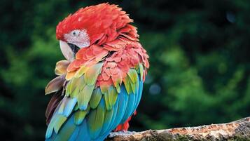 A parrot perched on a branch.