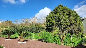 Ein Garten mit vielfältigen Pflanzen und Bäumen, darunter ein großer Nadelbaum und eine Palme.