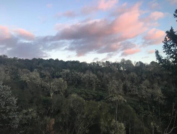A forested hillside with dense trees and a clear sky. - Verona: Awesome Views, Pool, Vineyard, Hot Tub! (Ukiah)