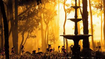 A multi-tiered fountain in a forest with tall trees and flowers.