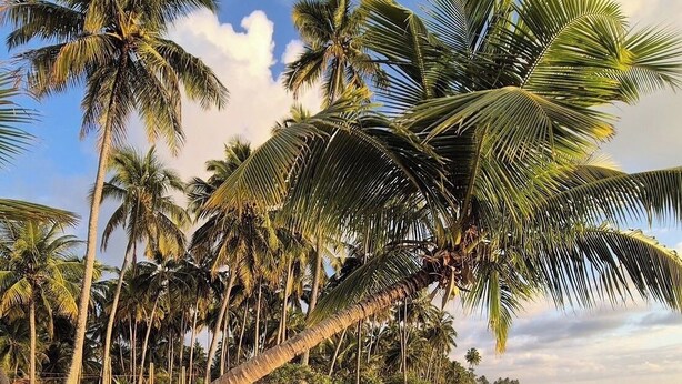 A beach with palm trees, sandy shore, and calm sea. - Xaréu Flats Maragogi (Maragogi)