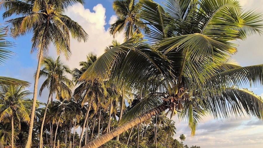 Xaréu Flats Maragogi