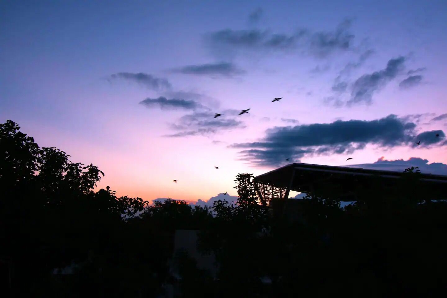 Un coucher de soleil avec les silhouettes d’arbres et d’un bâtiment.