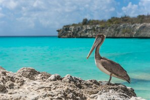 Un pélican se tient sur une côte rocheuse, avec une eau turquoise claire et une île rocheuse lointaine à l'horizon.