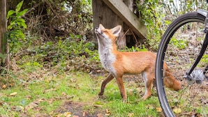 Ein Fuchs steht neben einem Fahrradrad in einer natürlichen Umgebung mit Bäumen und Blättern.