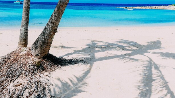 Escena de playa con dos palmeras y un cielo azul despejado.