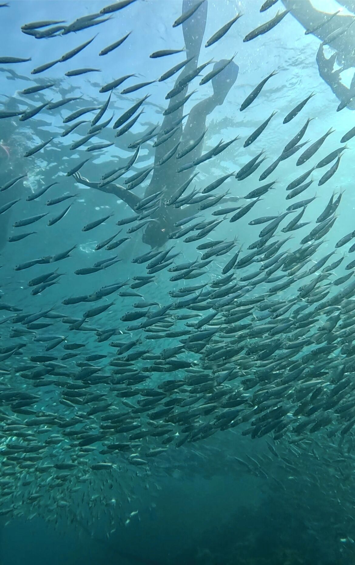A school of fish swimming in a clear underwater environment.