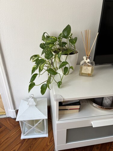 In the Piazzetta in Nervi