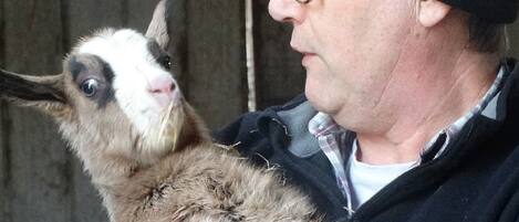 A person holding a goat.
