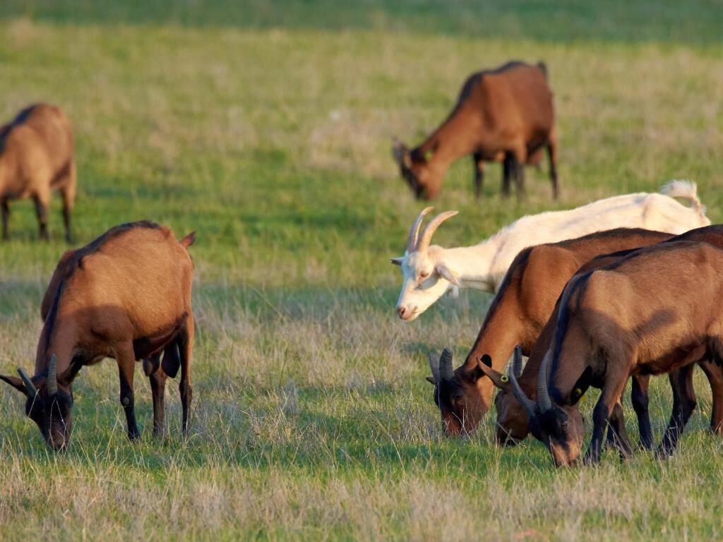 A group of cattle grazing in a field.