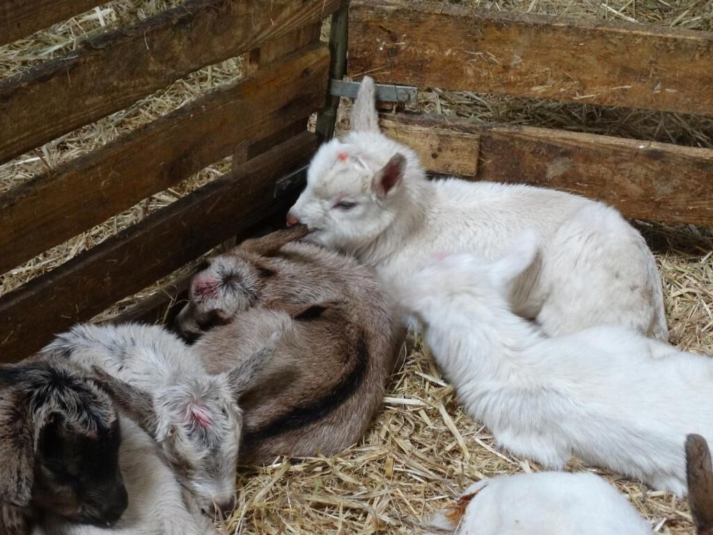A pen with wooden fencing and straw bedding.