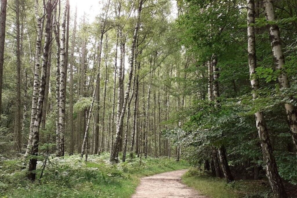Ein Waldpfad, umgeben von Birken.