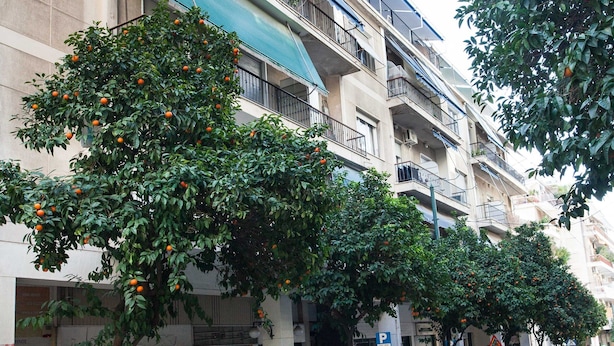 Eine Reihe geparkter Autos säumen eine Straße, an deren Seite ein Gebäude mit mehreren Balkonen und ein Baum mit orangefarbenen Früchten steht.