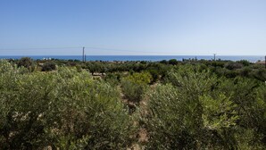 Un vignoble bordé d’oliviers, avec une vue dégagée sur la mer en arrière-plan.