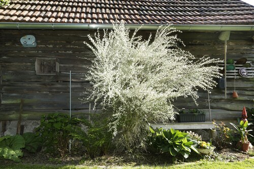 Haus Annerose, Haus Annerose