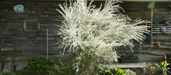 Haus Annerose, Haus Annerose