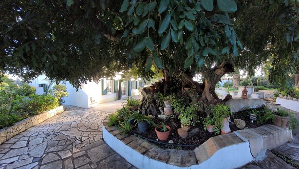 Une cour dallée de pierres, avec un arbre qui offre de l’ombre, entourée de plantes en pot et d’un bâtiment blanc aux volets verts.