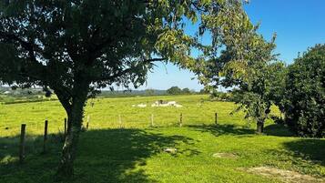 Eine grüne Wiese mit einem Baum und einem Zaun.