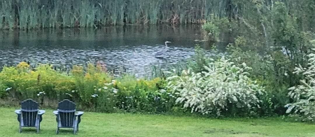 A serene outdoor area with a pond, two Adirondack chairs, and lush vegetation.