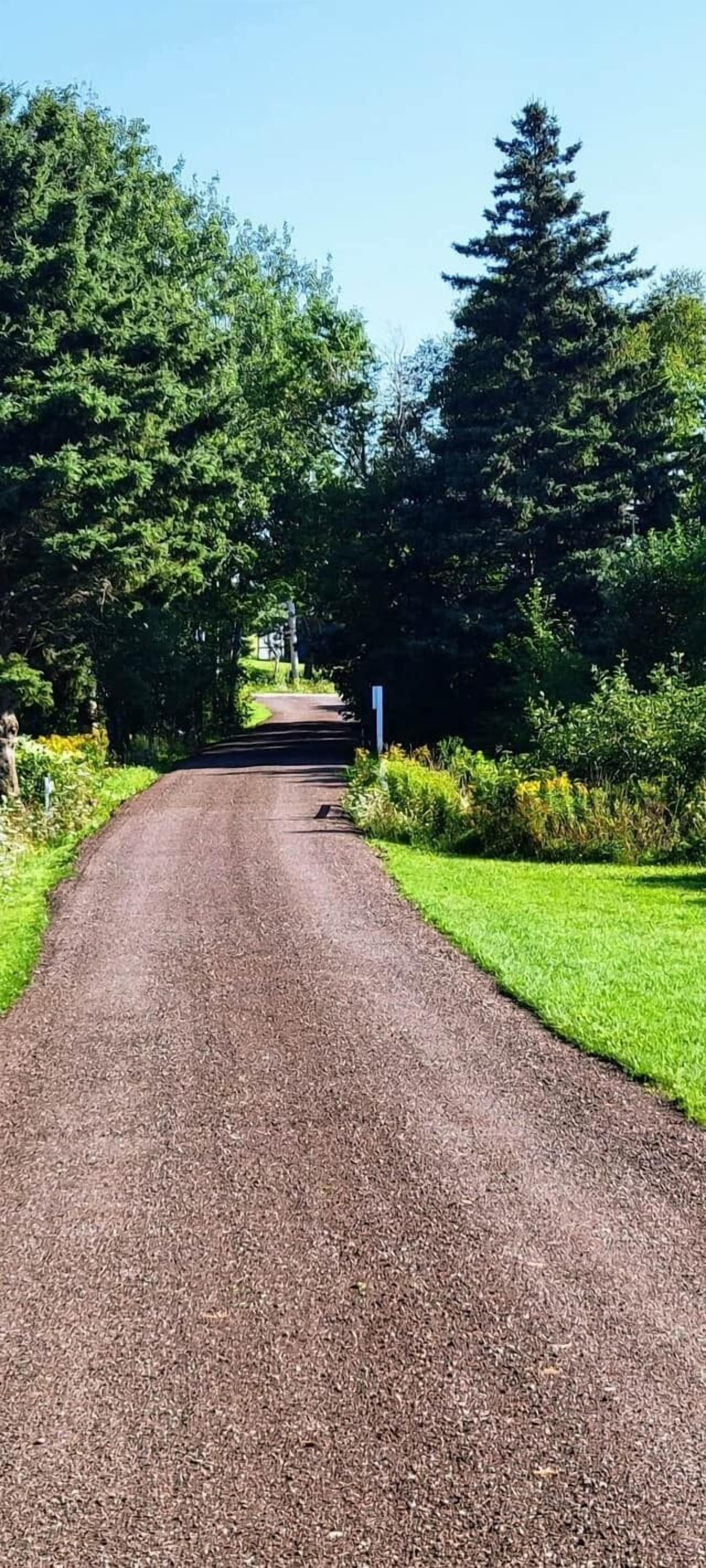 A paved rural road flanked by dense greenery and trees.