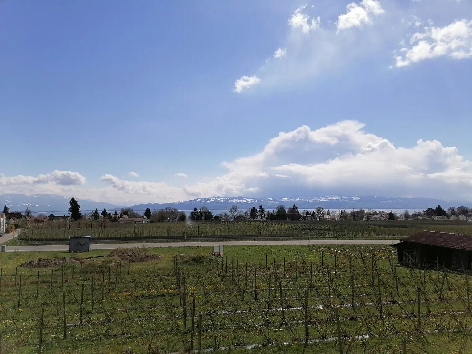 Un vigneto con filari di viti, cielo sereno e montagne in lontananza.