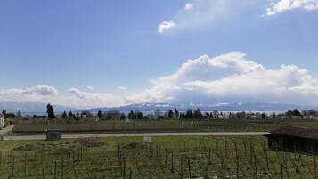 Un vigneto con filari di viti, cielo sereno e montagne in lontananza.
