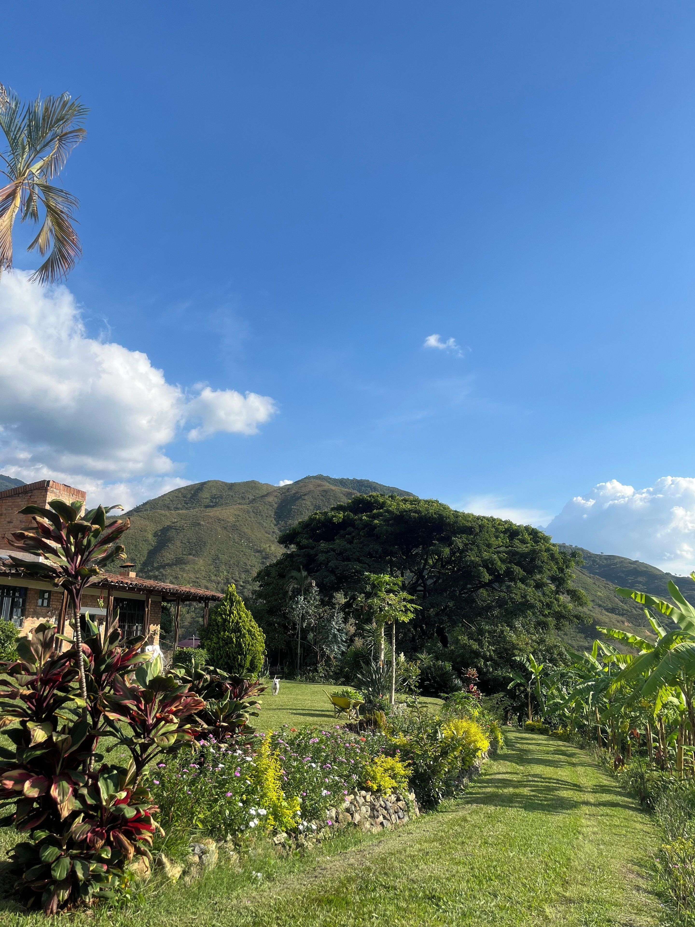 Un exuberante jardín con diversas plantas y flores, un cielo azul despejado y una montaña al fondo.