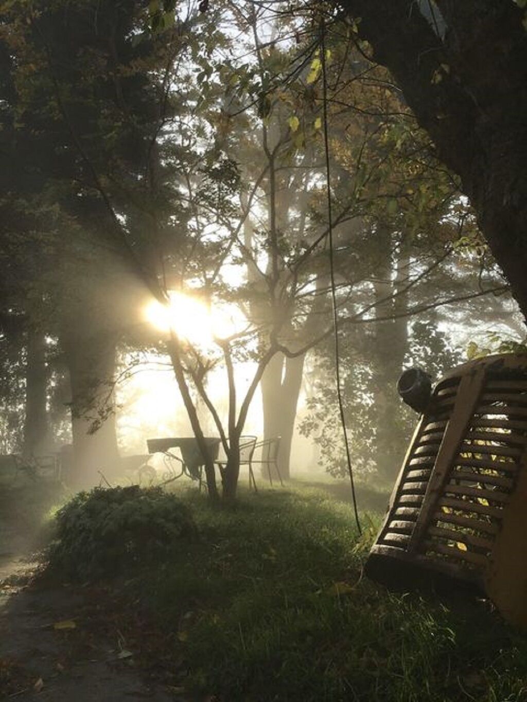 A serene forest scene with a bench and a table under a tree, sunlight filtering through the leaves.