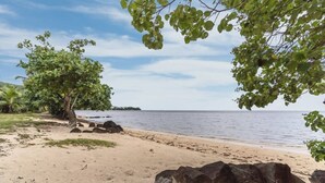Une plage avec un rivage sablonneux, un grand arbre et une eau calme.
