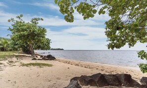 A beach with a sandy shore, a large tree, and calm water.
